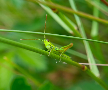 綠色蚱蜢