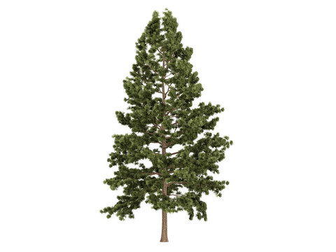 Cork松和Pinus strobus