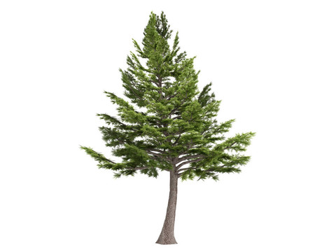 雪松和Cedrus libani