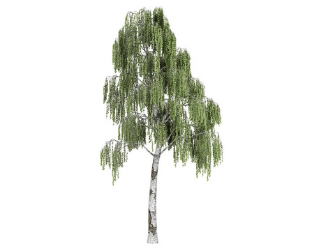 白樺和Betula