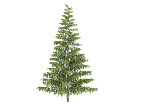 云杉和Picea