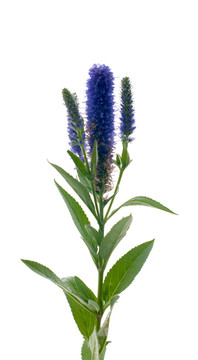維羅妮卡花穗