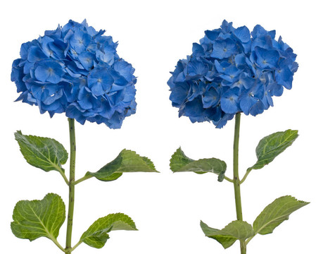 Lacecap Hydrangea（秦艽規(guī)范）