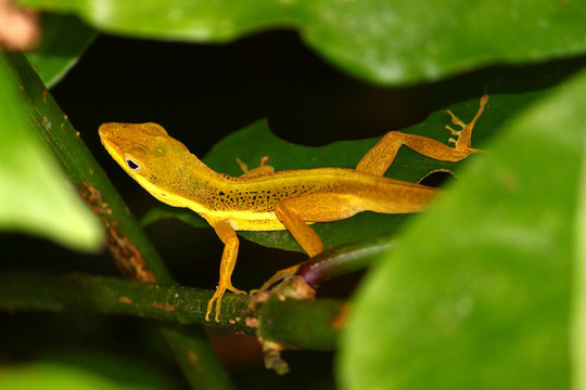 Upland Grass Anole（Anolis krugi）