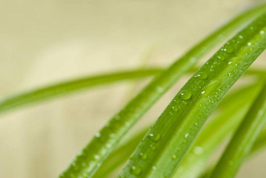 植物葉上的水滴