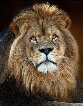獅子king3