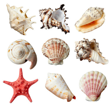 seashel海洋生活的海洋