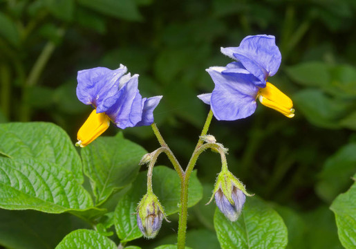 馬鈴薯花6