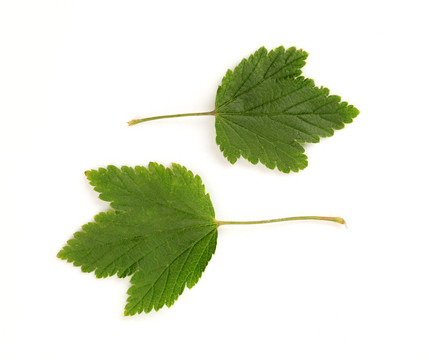 兩個(gè)綠色的樹(shù)葉