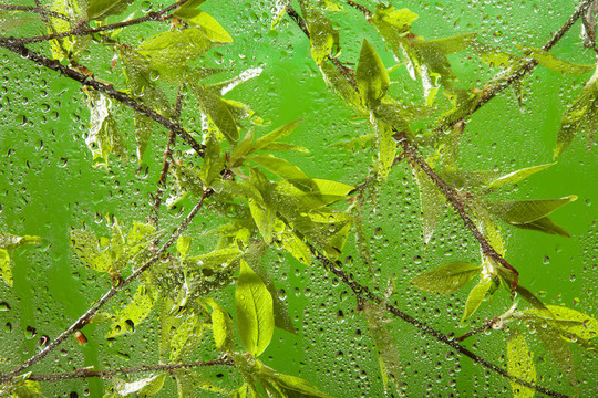 雨后的嫩枝