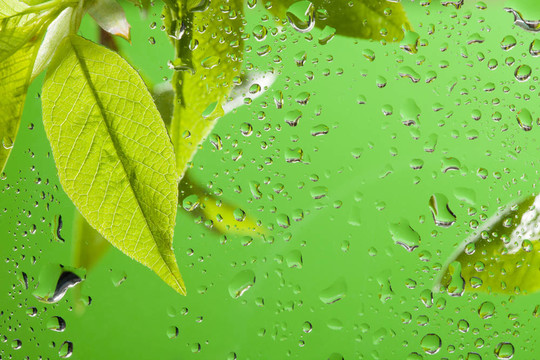 春雨后的葉子