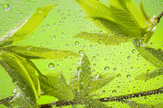 雨后小樹枝與樹葉的特寫