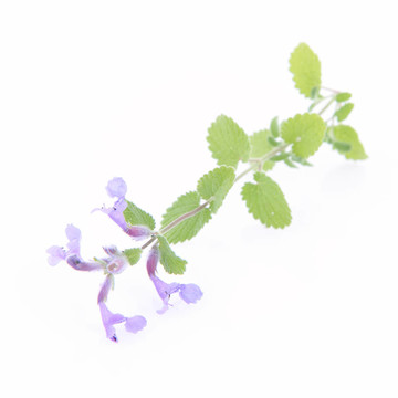 檸檬香蜂草