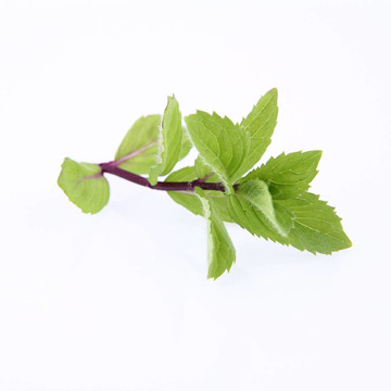 薄荷枝