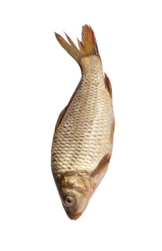 白色背景上分離的大鯉魚