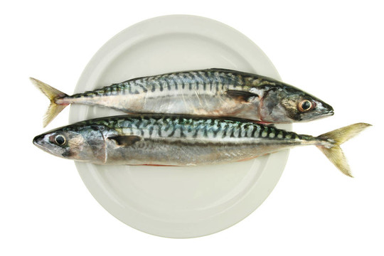 兩鯖魚
