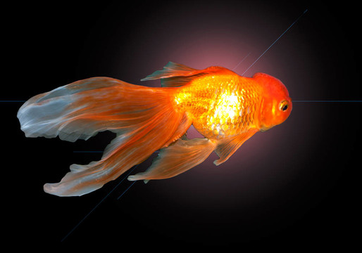 美麗的；優(yōu)美的金魚在水中游泳
