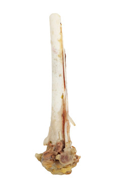 母雞的骨頭