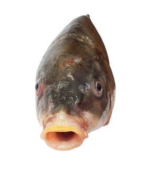 大鯉魚頭