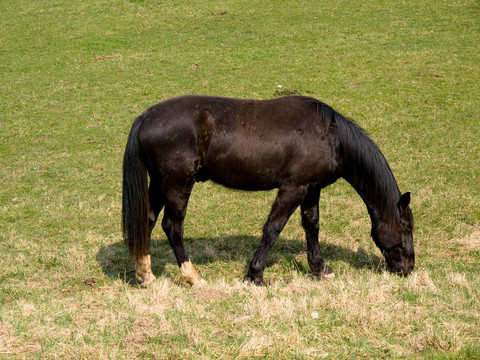 馬