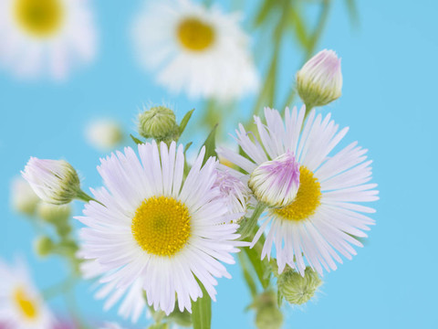 camomiles