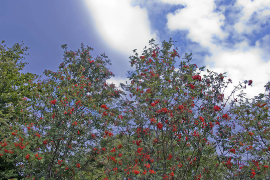 rowanberries