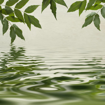 綠葉在水里反射