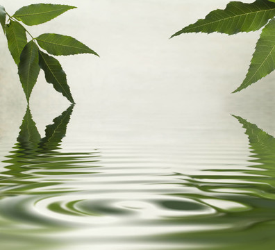 綠葉在水里反射