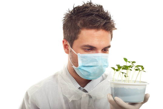 研究人員持有新黃瓜植物