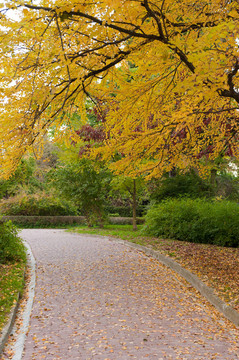 滿秋公園路的小巷