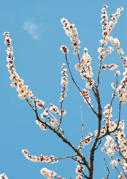 樹的開花的樹枝