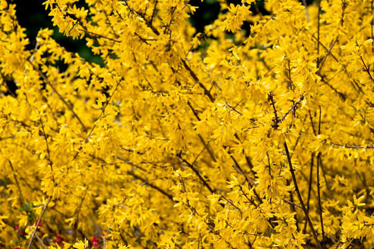 開(kāi)花的樹(shù)