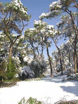 巴塞羅那白雪覆蓋的森林