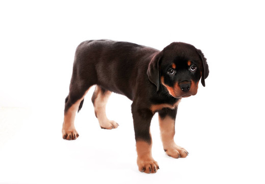 羅威納幼犬。