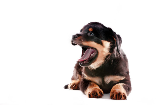 羅威納幼犬。