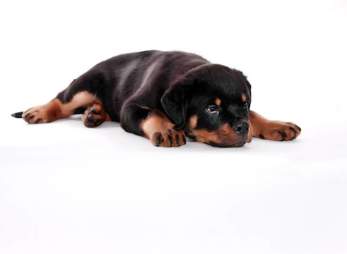 羅威納幼犬。