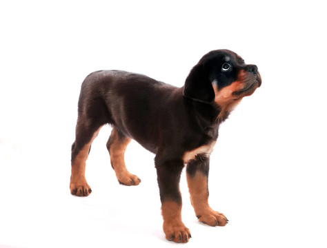 羅威納幼犬。