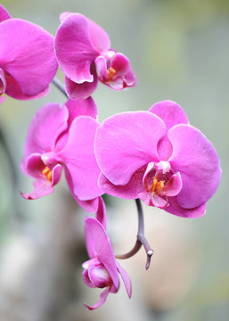 蘭花紫