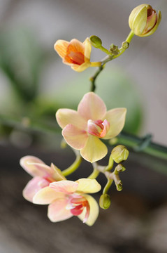 蘭花黃