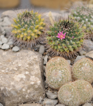 開(kāi)花的仙人掌