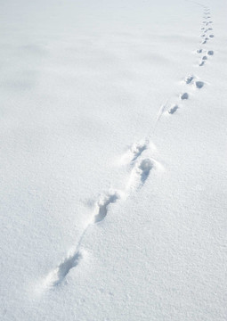 在雪上的兔子的痕跡