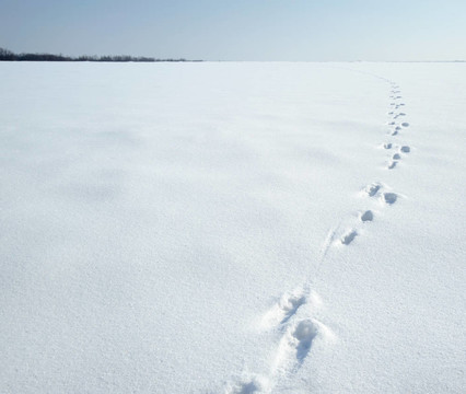 在雪上的兔子的痕跡
