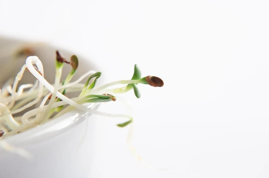 碗里的苜蓿芽