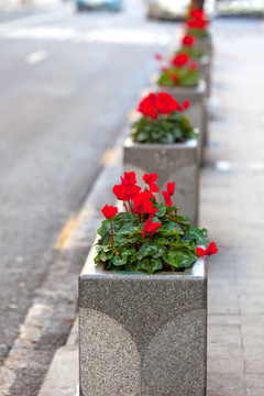 石頭花盆沿城市街道