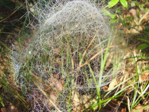 網(wǎng)絡(luò)蜘蛛狀圓頂