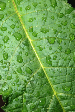 在leaf_background滴