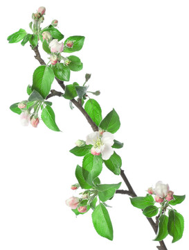 蘋(píng)果枝