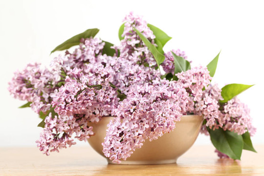 丁香花