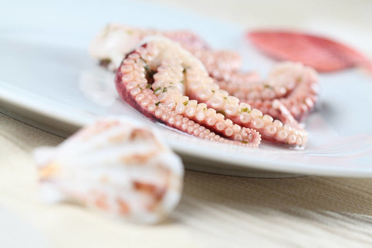 章魚(yú)