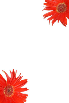 紅色的非洲菊紙